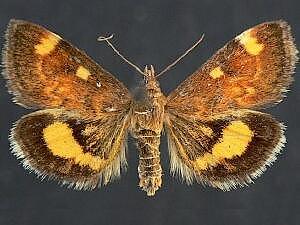 Pyrausta generosa