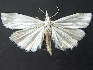 Crambus perlella