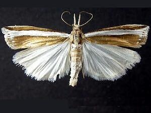 Crambus unistriatellus