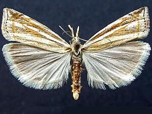 Crambus awemellus