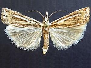 Crambus trichusalis