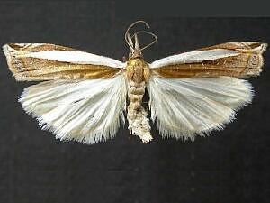 Crambus leachellus