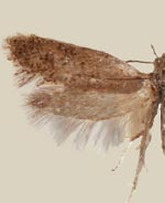 Lampronia aenescens