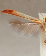 Caloptilia nondeterminata