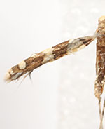 Telamoptilia malvavisci