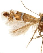 Phyllonorycter gemmea