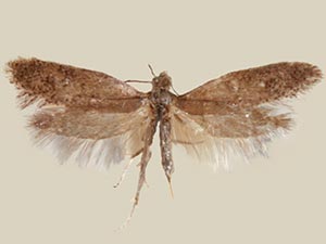 Lampronia aenescens