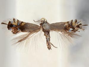 Coptodisca saliciella