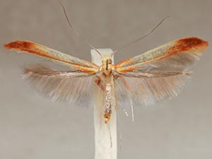 Caloptilia nondeterminata