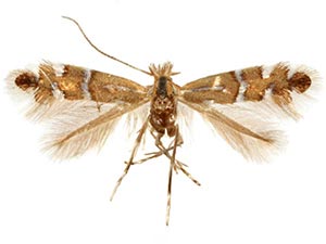 Phyllonorycter gemmea