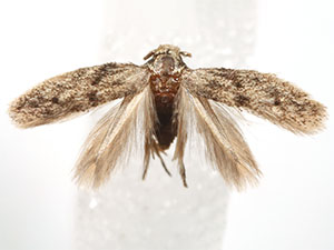 Urodeta conocarpi
