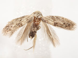 Urodeta conocarpi
