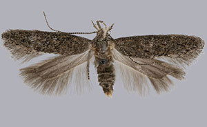 Keiferia feldmani