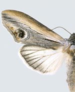 Opsigalea ocellata