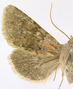 Scotogramma hirsuta