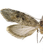Ellabella editha