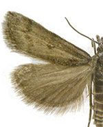 Coloradactria frigida