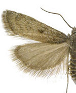 Coloradactria frigida
