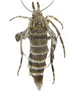 Coloradactria frigida