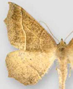 Tetracis jubararia