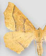 Tetracis jubararia