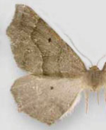 Tetracis montanaria