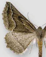 Tetracis formosa