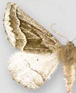 Tetracis formosa