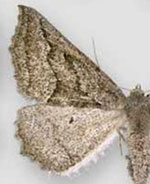 Tetracis formosa