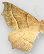 Tetracis mosesiani