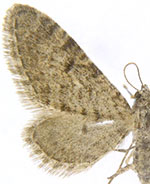 Eupithecia coconinoensis