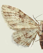 Eupithecia irremorata