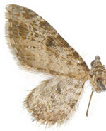 Eupithecia neremorata