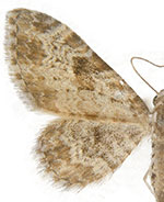 Eupithecia neremorata