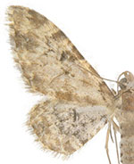 Eupithecia remorata