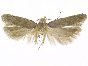 Filatima collinearis