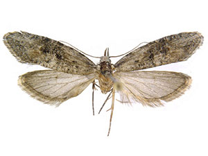 Ellabella editha