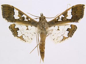 Maruca vitrata