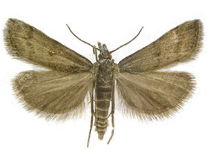 Coloradactria frigida