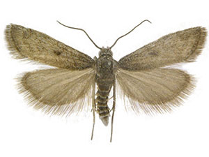 Coloradactria frigida