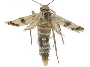 Coloradactria frigida