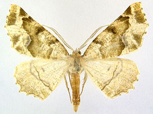 Neoselenia asteria