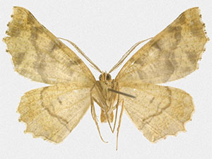 Neoselenia sp. 1