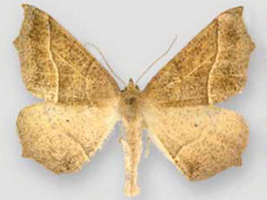 Tetracis jubararia