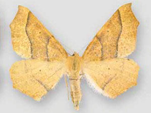 Tetracis jubararia