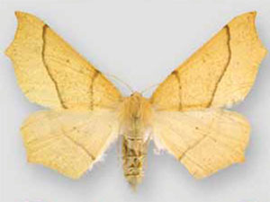 Tetracis jubararia