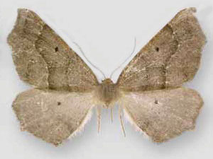 Tetracis montanaria