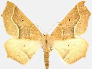 Tetracis montanaria