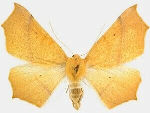 Tetracis australis