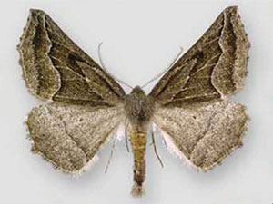 Tetracis formosa